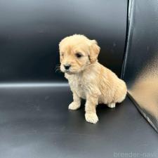 ♀︎ゴールデンドゥードル:ゴールデンレトリーバー×プードル