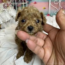 ♀︎ティーカッププードル