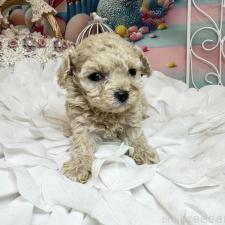 ♀︎ティーカッププードル