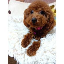 タイニープードルの子犬