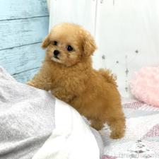 ♀︎ティーカッププードル