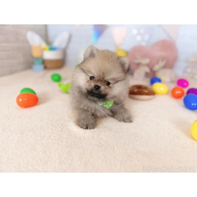 販売中の北海道のポメラニアン-453356の5枚目