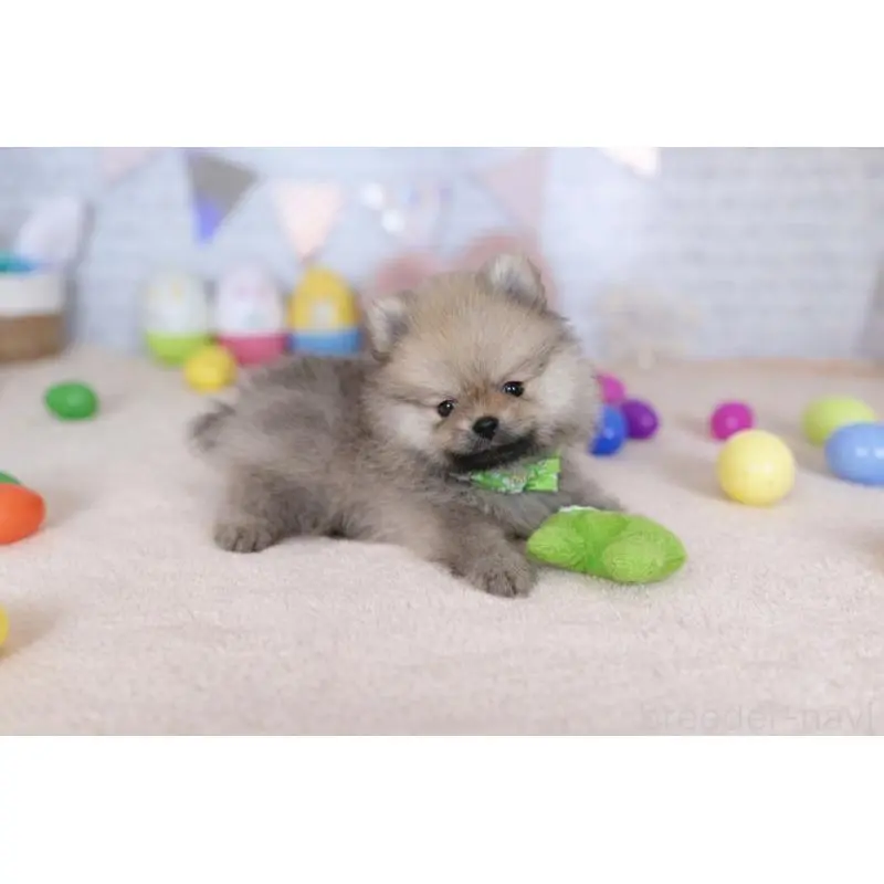 販売中の北海道のポメラニアン-453356の4枚目