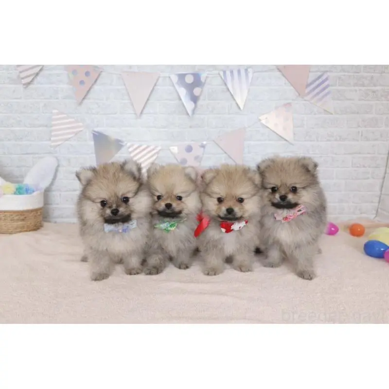 販売中の北海道のポメラニアン-453356の2枚目