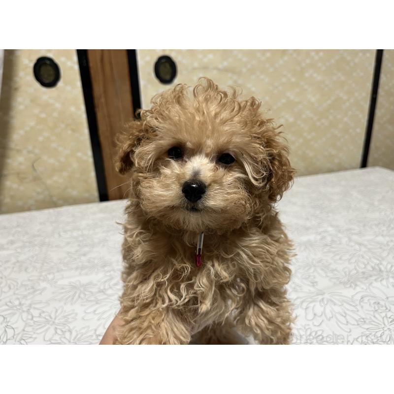 販売中の茨城県のタイニープードル-436392の2枚目