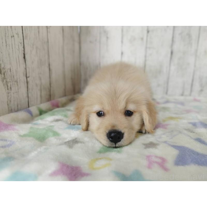 販売中の三重県のゴールデンレトリーバー-453357の5枚目