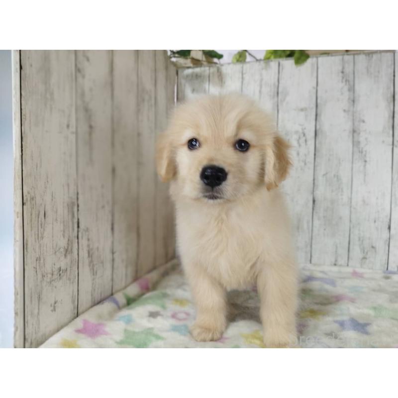 販売中の三重県のゴールデンレトリーバー-453357の4枚目