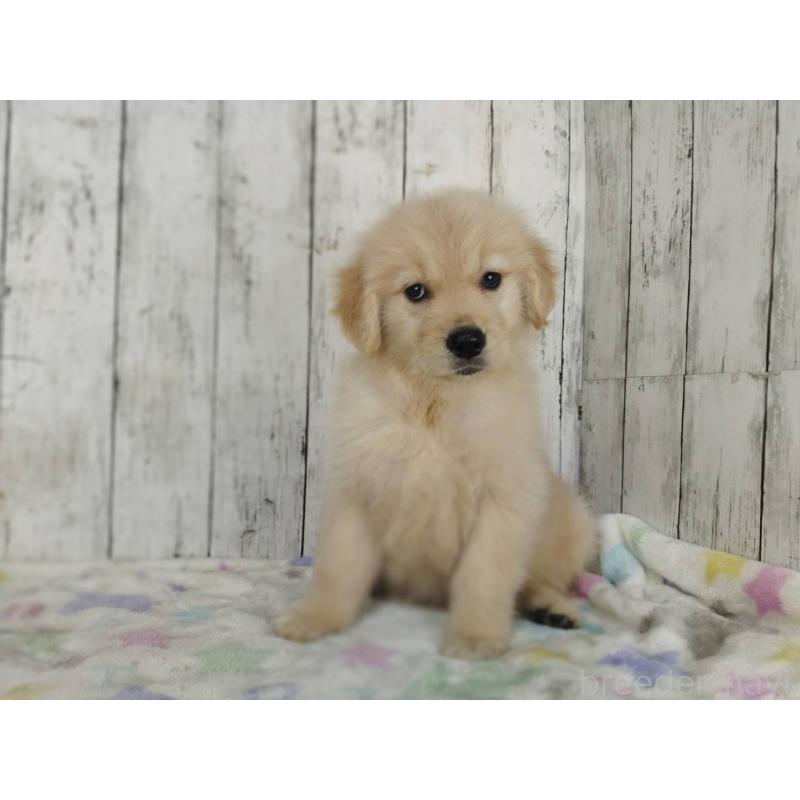 販売中の三重県のゴールデンレトリーバー-453357の3枚目