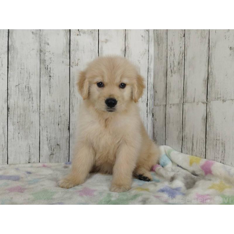 販売中の三重県のゴールデンレトリーバー-453357の2枚目