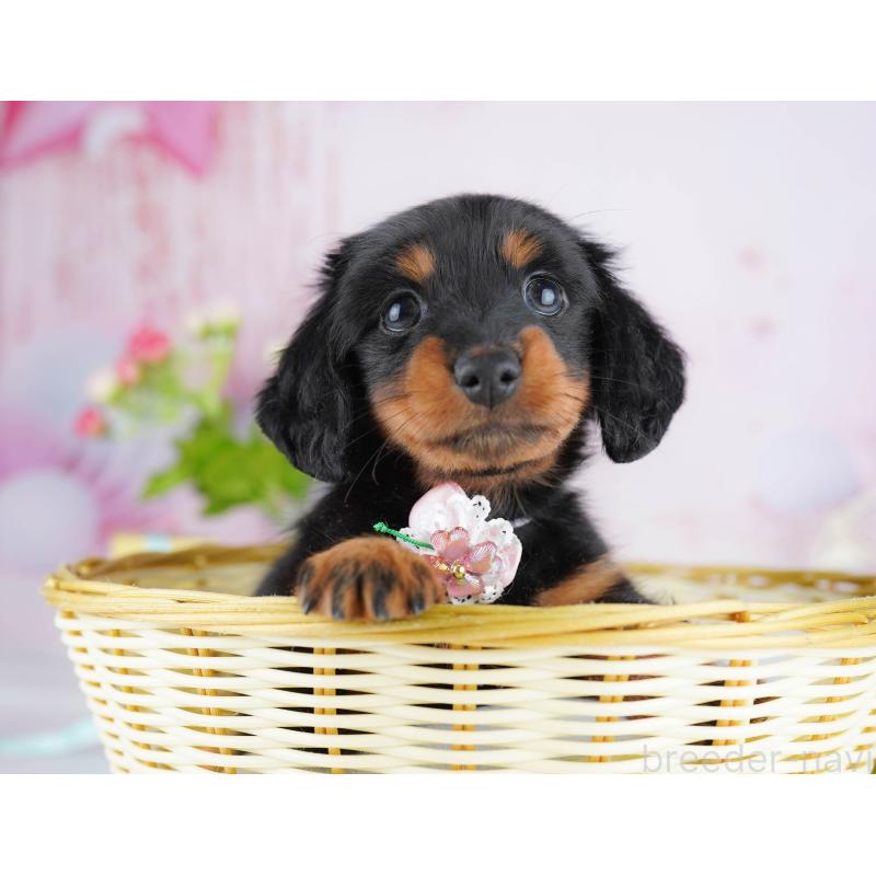 販売中の東京都のカニンヘンダックスフンド(ロングヘアード)-453362の6枚目