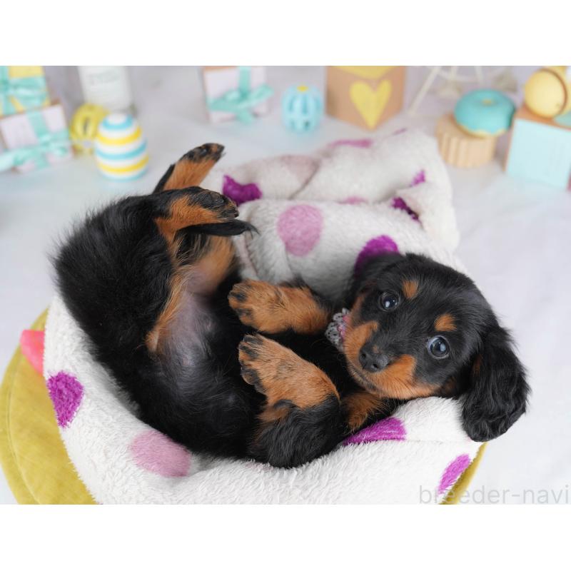 販売中の東京都のカニンヘンダックスフンド(ロングヘアード)-453362の5枚目