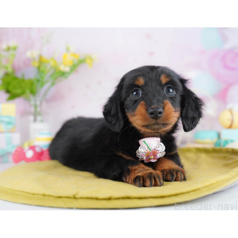 販売中の東京都のカニンヘンダックスフンド(ロングヘアード)-453362の4枚目