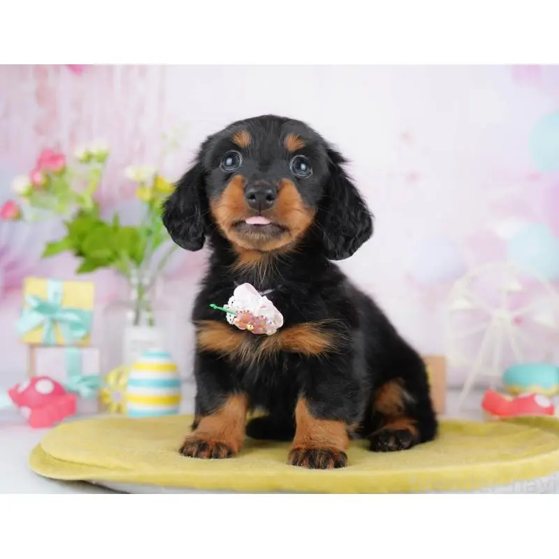 販売中の東京都のカニンヘンダックスフンド(ロングヘアード)-453362の3枚目