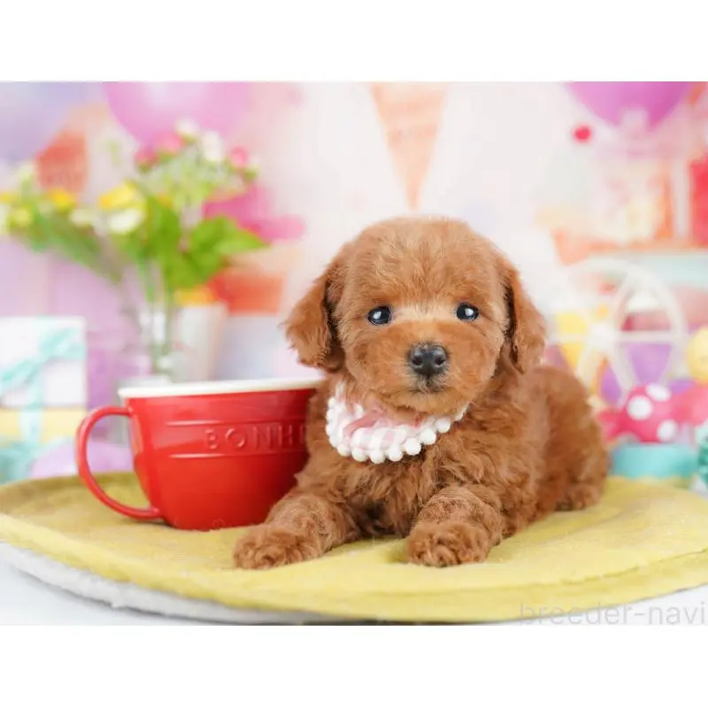 販売中の東京都のタイニープードル-453361の7枚目