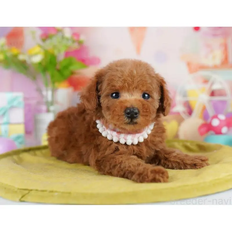 販売中の東京都のタイニープードル-453361の6枚目