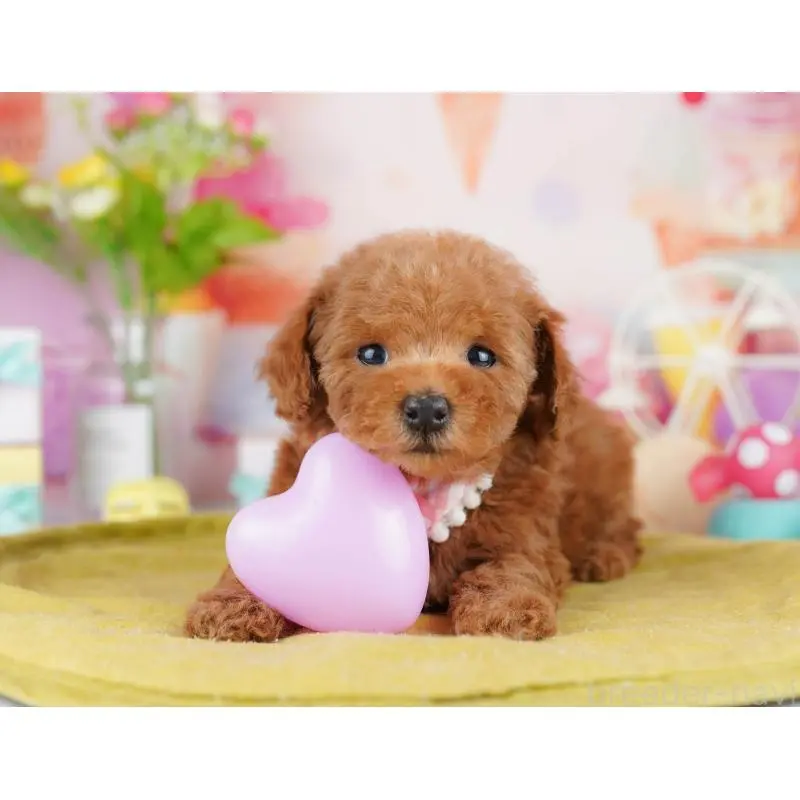 販売中の東京都のタイニープードル-453361の4枚目