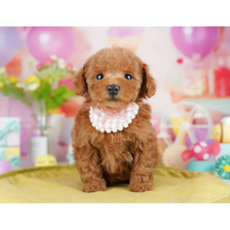 販売中の東京都のタイニープードル-453361の3枚目