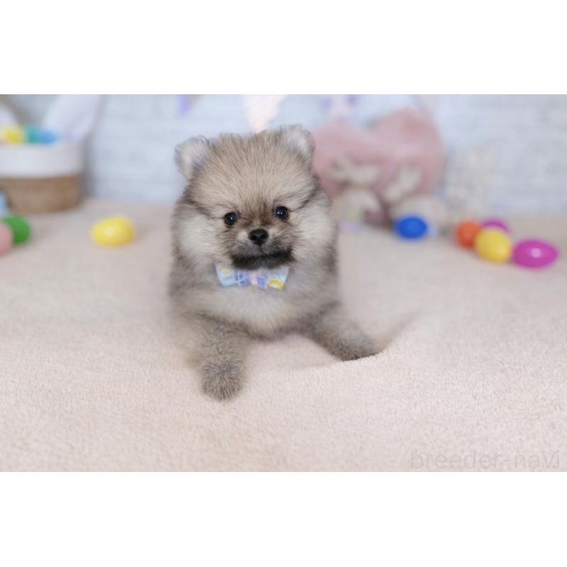 販売中の北海道のポメラニアン-453360の4枚目