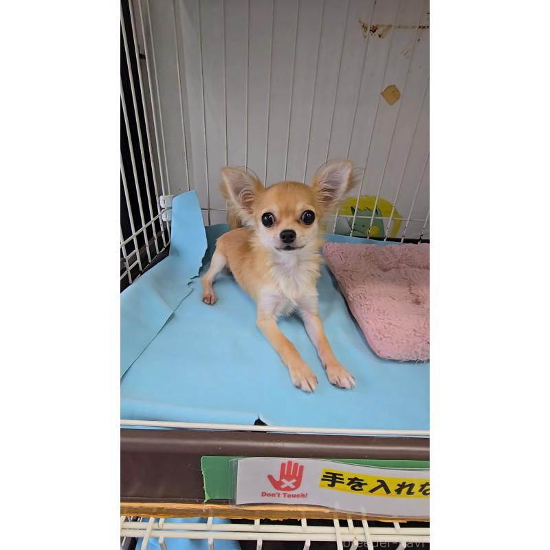 販売中の東京都のチワワ(ロングコート)-446037の2枚目