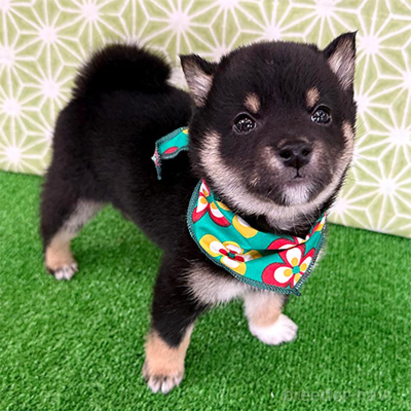 販売中の神奈川県の豆柴-453005の4枚目