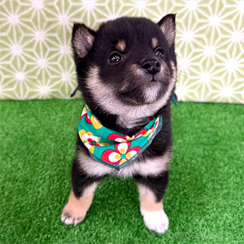 販売中の神奈川県の豆柴-453005の3枚目