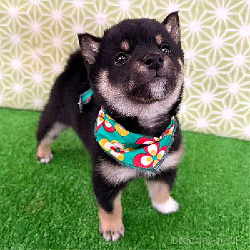 販売中の神奈川県の豆柴-453005の2枚目