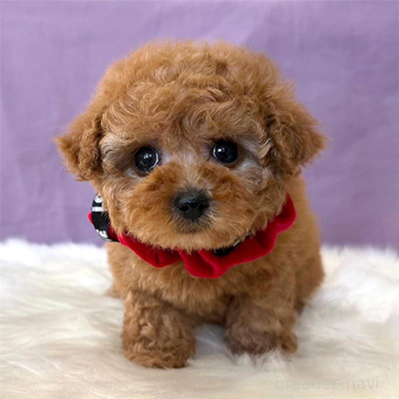 販売中の神奈川県のタイニープードル-452218