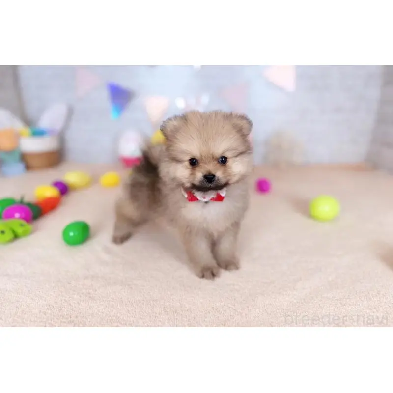 販売中の北海道のポメラニアン-453363の5枚目