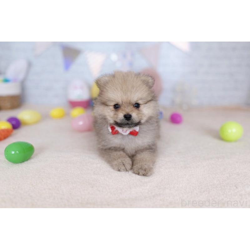 販売中の北海道のポメラニアン-453363の4枚目