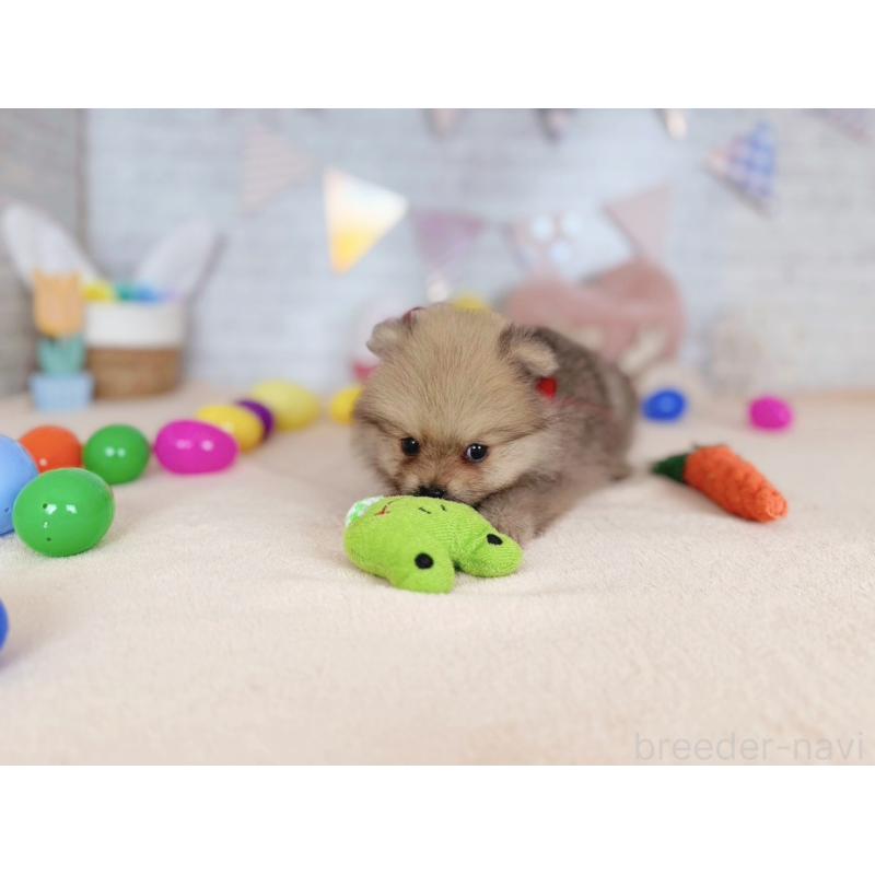 販売中の北海道のポメラニアン-453363の3枚目