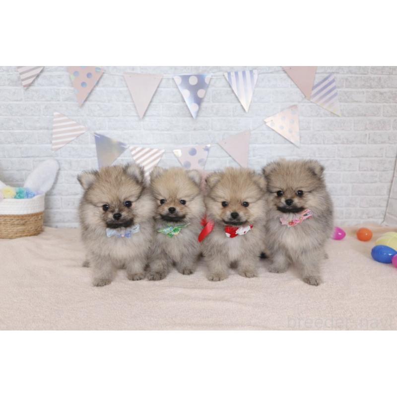 販売中の北海道のポメラニアン-453363の2枚目