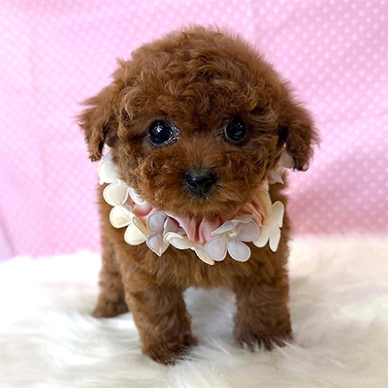 販売中の神奈川県のティーカッププードル-452224