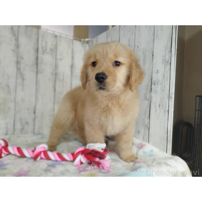 販売中の三重県のゴールデンレトリーバー-453364の5枚目