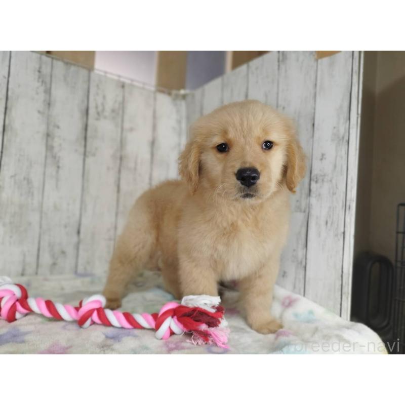 販売中の三重県のゴールデンレトリーバー-453364の3枚目