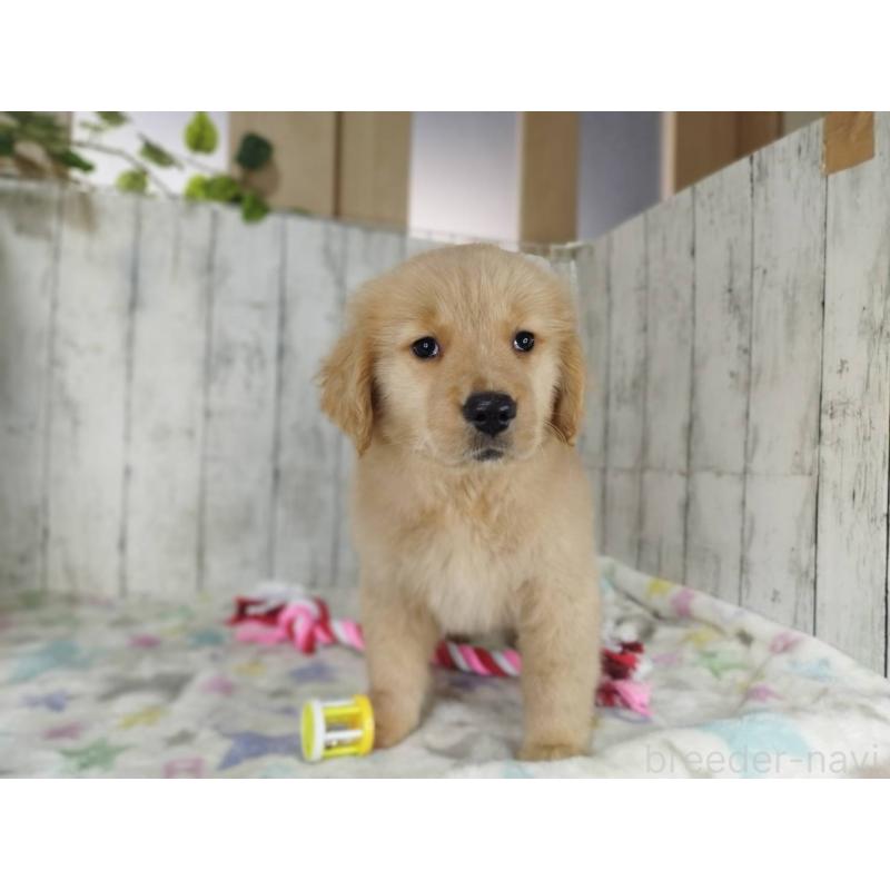 販売中の三重県のゴールデンレトリーバー-453364の4枚目