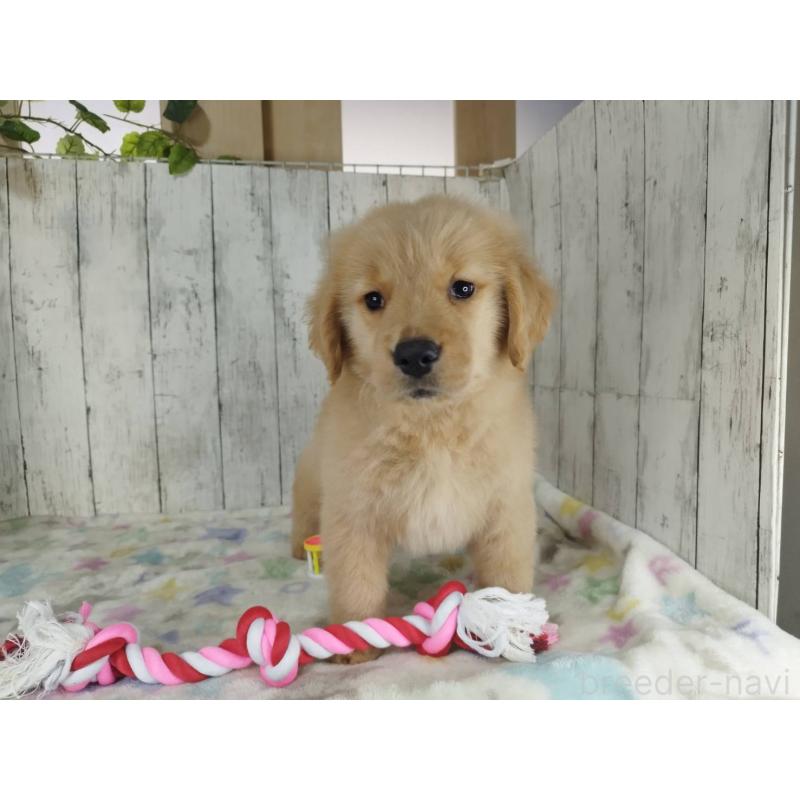 販売中の三重県のゴールデンレトリーバー-453364の2枚目