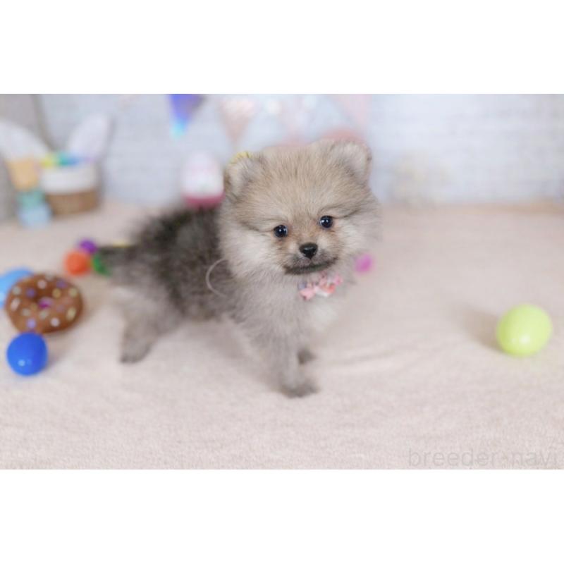 販売中の北海道のポメラニアン-453365の4枚目