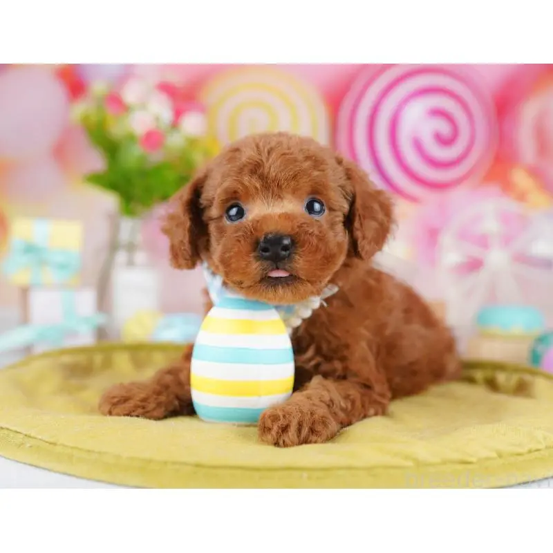 販売中の東京都のタイニープードル-453367の7枚目