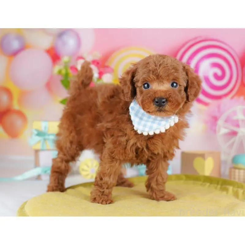 販売中の東京都のタイニープードル-453367の6枚目