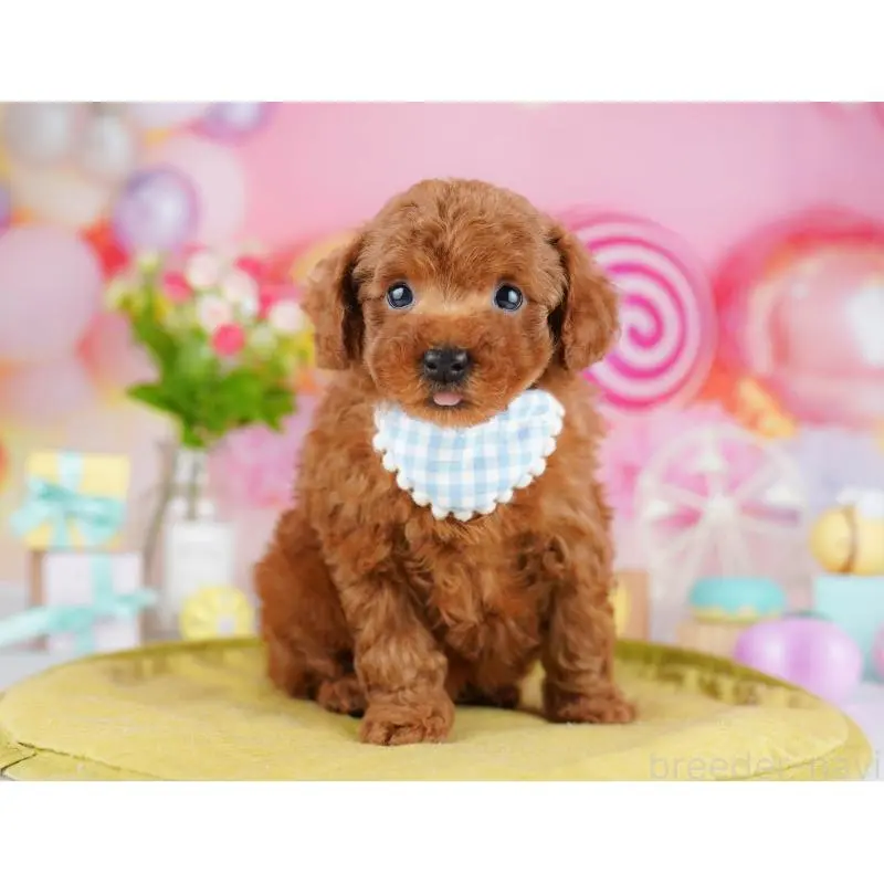 販売中の東京都のタイニープードル-453367の5枚目