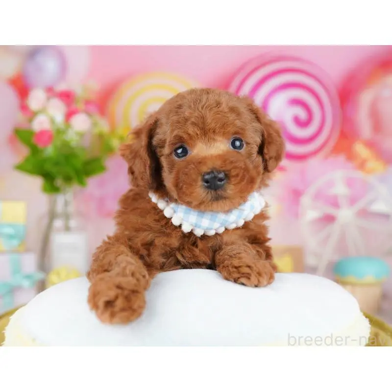 販売中の東京都のタイニープードル-453367の4枚目