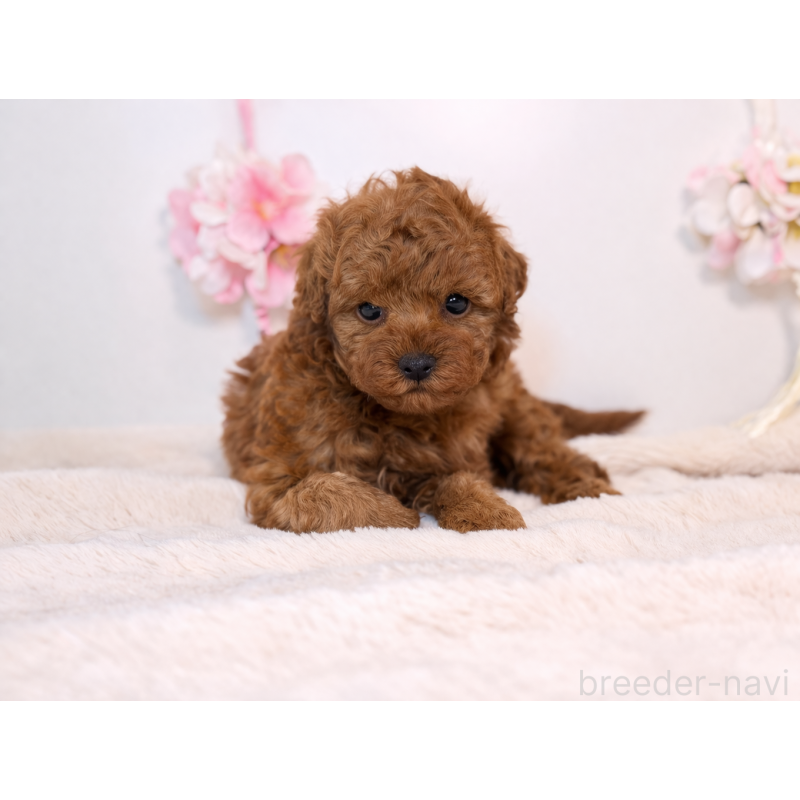 販売中の山口県のティーカッププードル-453368の3枚目