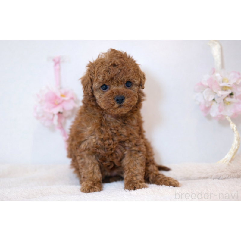 販売中の山口県のティーカッププードル-453368の2枚目