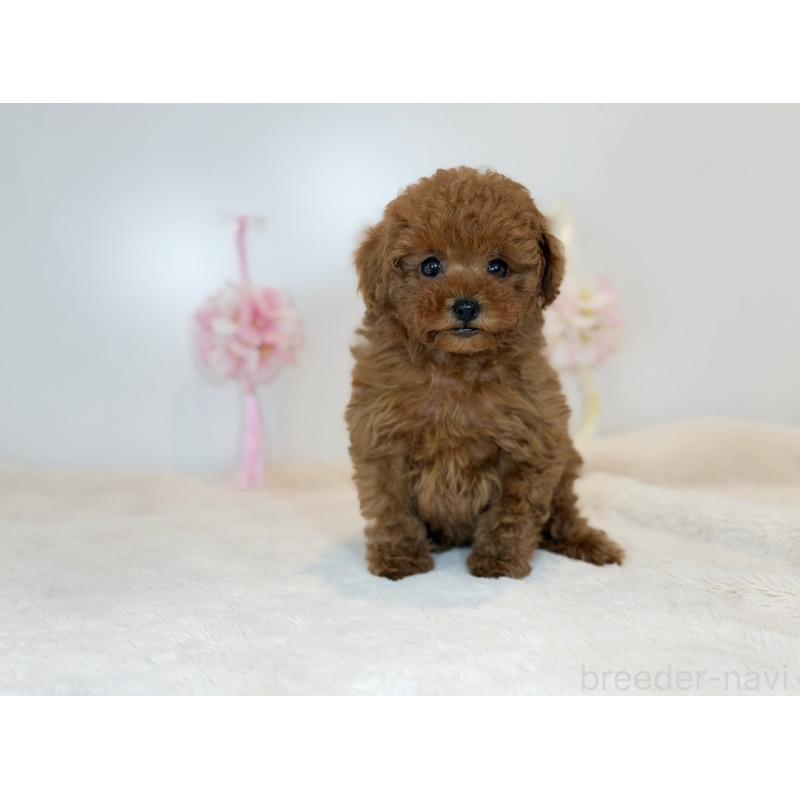 販売中の山口県のティーカッププードル-453370の2枚目