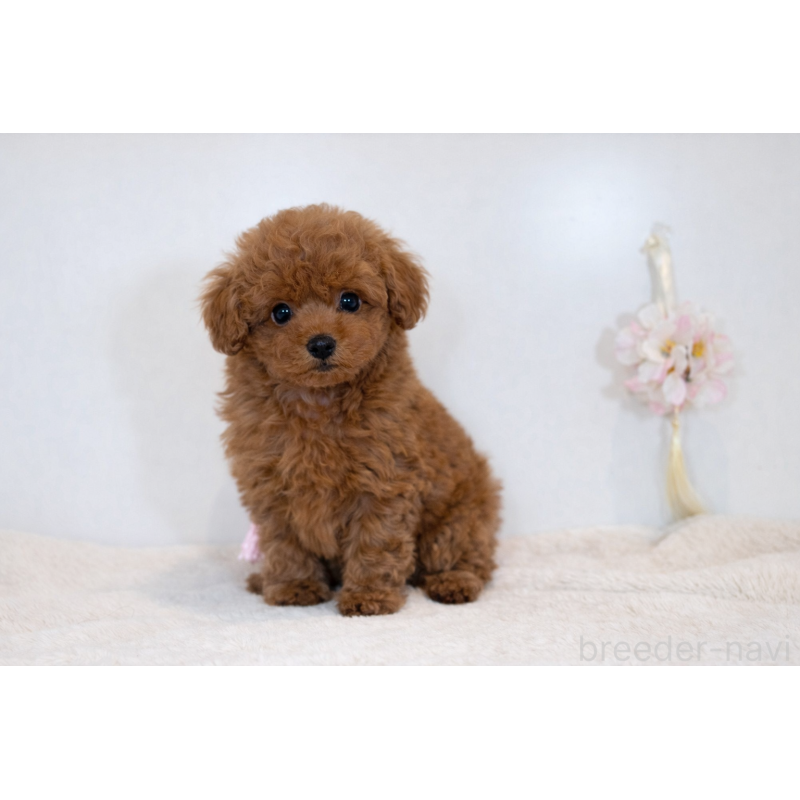 販売中の山口県のティーカッププードル-453371の3枚目