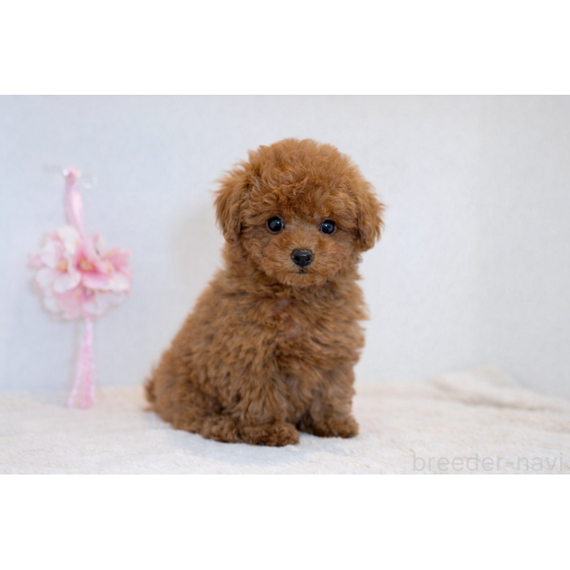 販売中の山口県のティーカッププードル-453371の2枚目