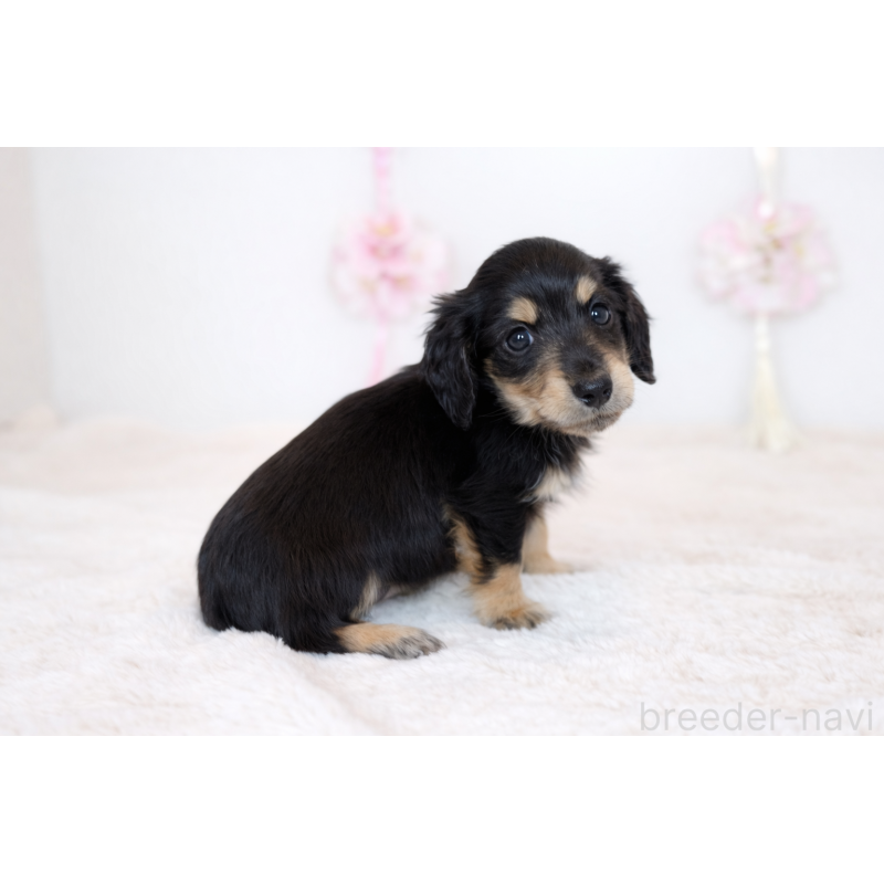 販売中の山口県のミニチュアダックスフンド(ロングヘアード)-453373の3枚目