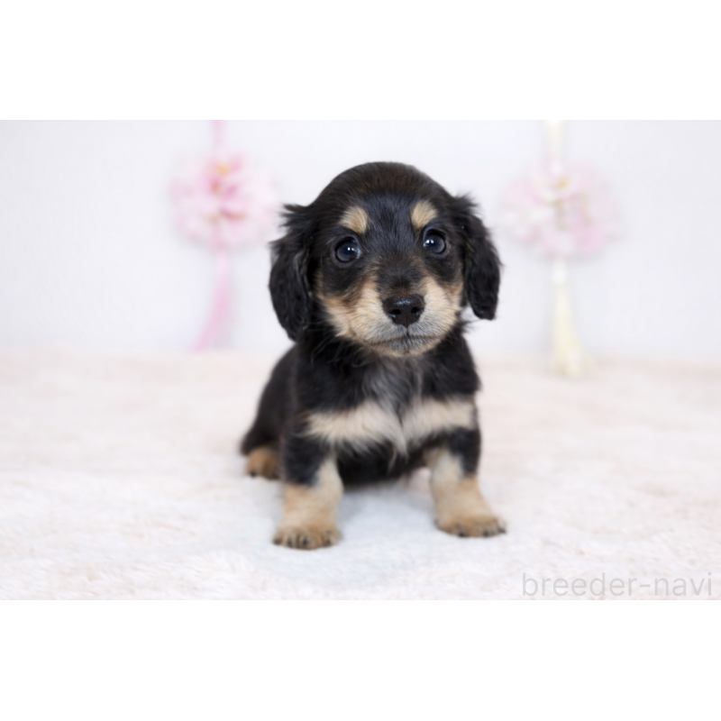 販売中の山口県のミニチュアダックスフンド(ロングヘアード)-453373の2枚目