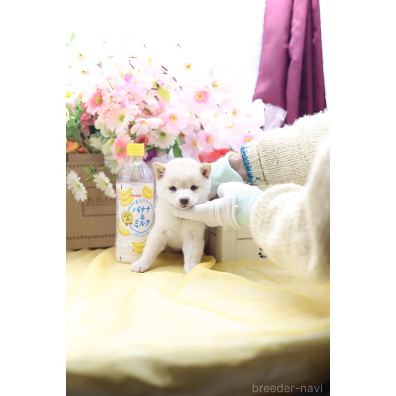 販売中の東京都の豆柴-453391の9枚目