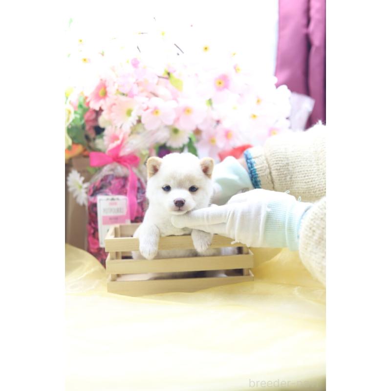 販売中の東京都の豆柴-453391の8枚目